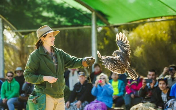 Handler presenting a bird of prey during a show on Kangaroo Island.
