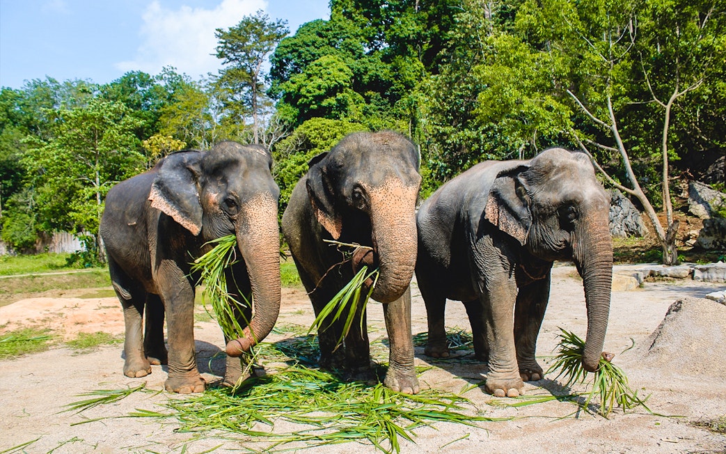Elephants eating sugarcane grass in a lush forest setting.