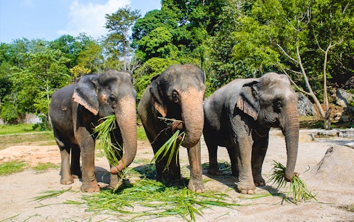 Elephants eating sugarcane grass in a lush forest setting.