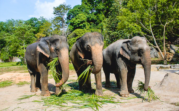 Elephants eating sugarcane grass in a lush forest setting.
