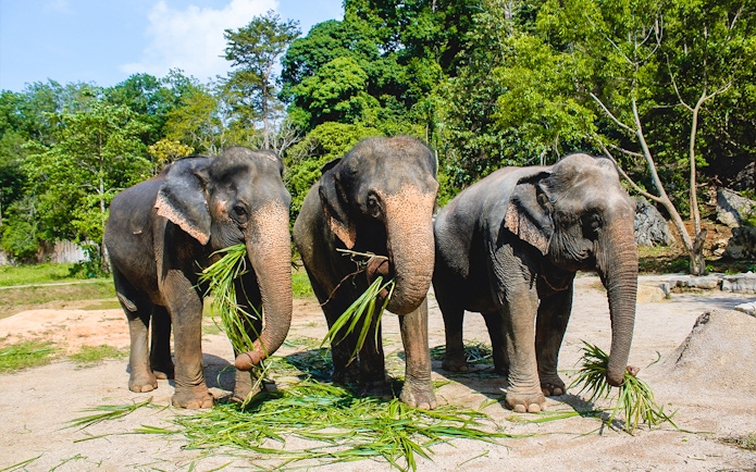 Elephants eating sugarcane grass in a lush forest setting.