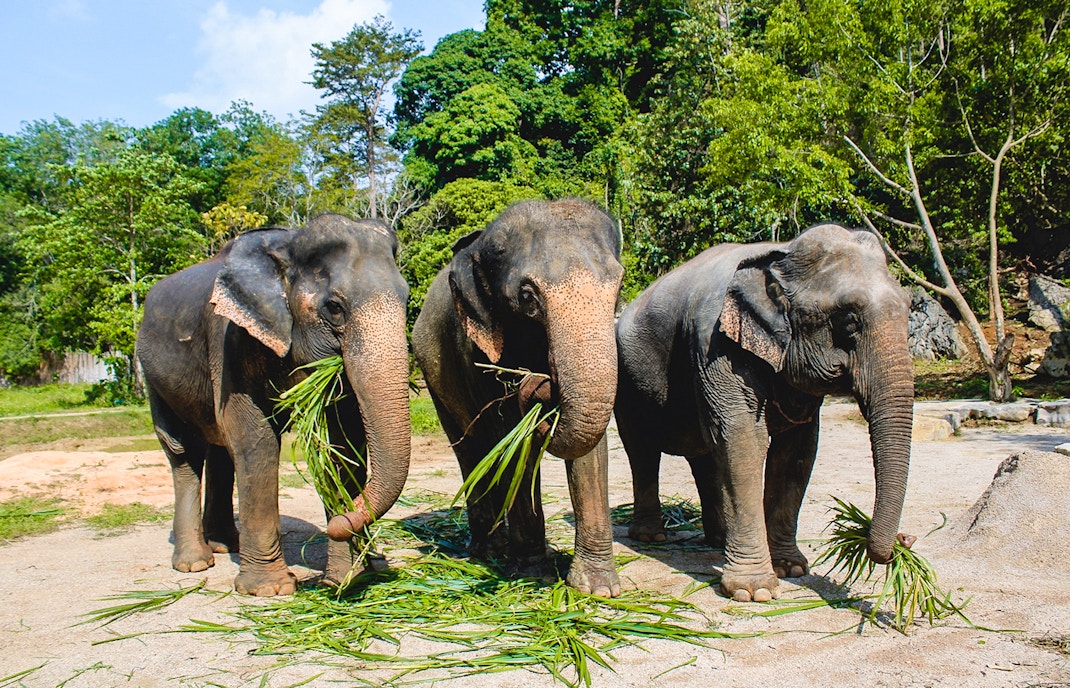 Elephants eating sugarcane grass in a lush forest setting.
