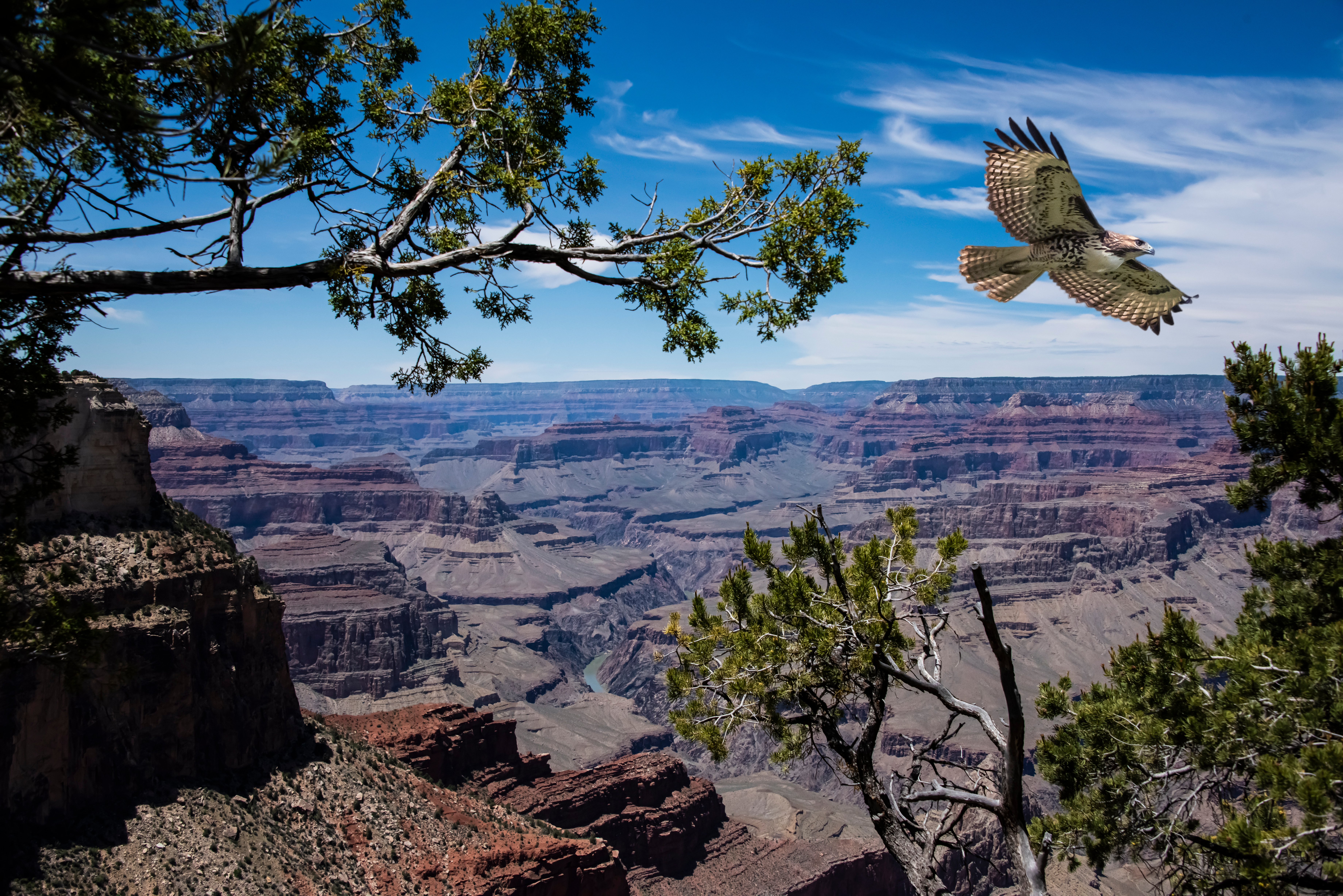 Red-tailed hawk soaring over the Grand Canyon and Colorado River.