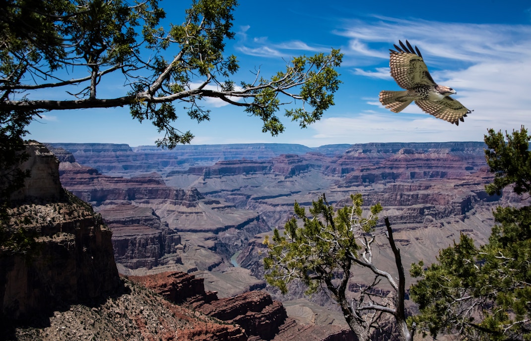 Red-tailed hawk soaring over the Grand Canyon and Colorado River.