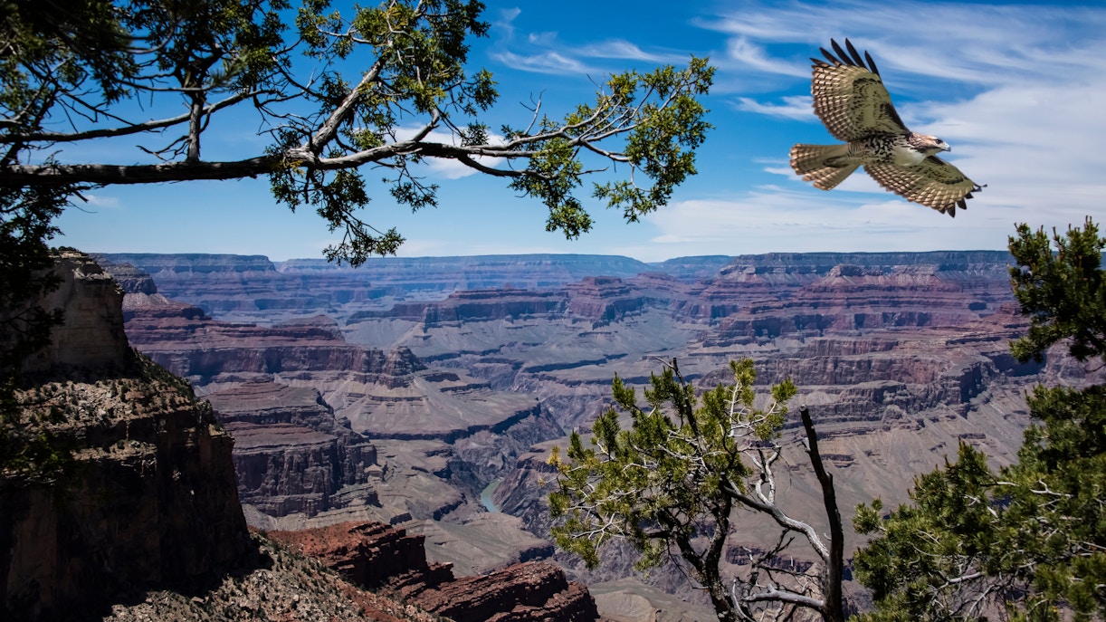 Red-tailed hawk soaring over the Grand Canyon and Colorado River.