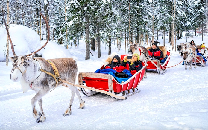Reindeer pulling sleighs with people through snowy forest in Rovaniemi.