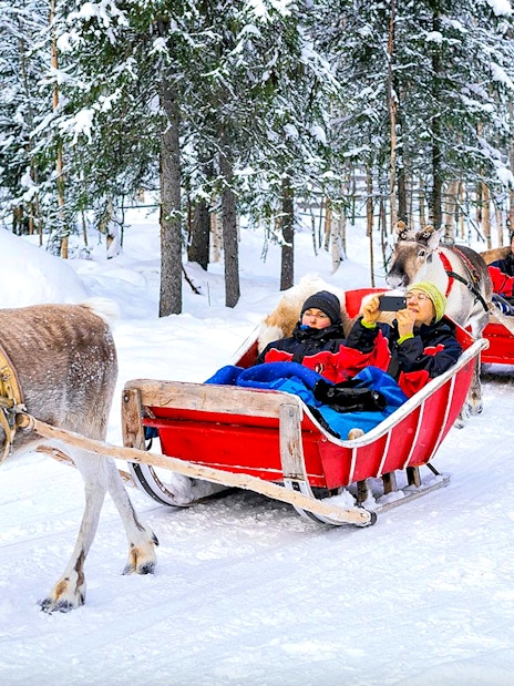 Reindeer pulling sleighs with people through snowy forest in Rovaniemi.