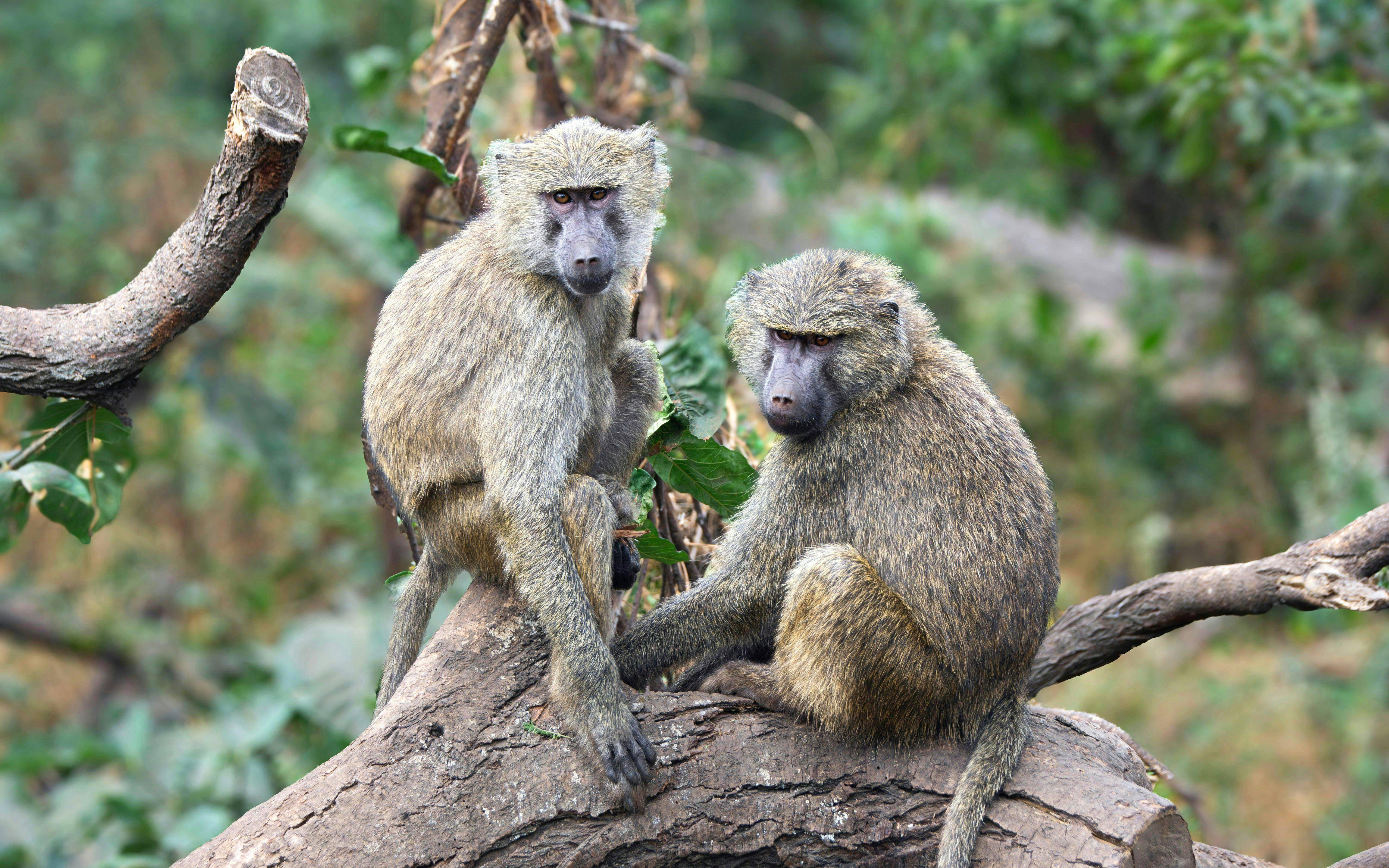 Olive baboons sitting on a tree branch in a natural habitat.