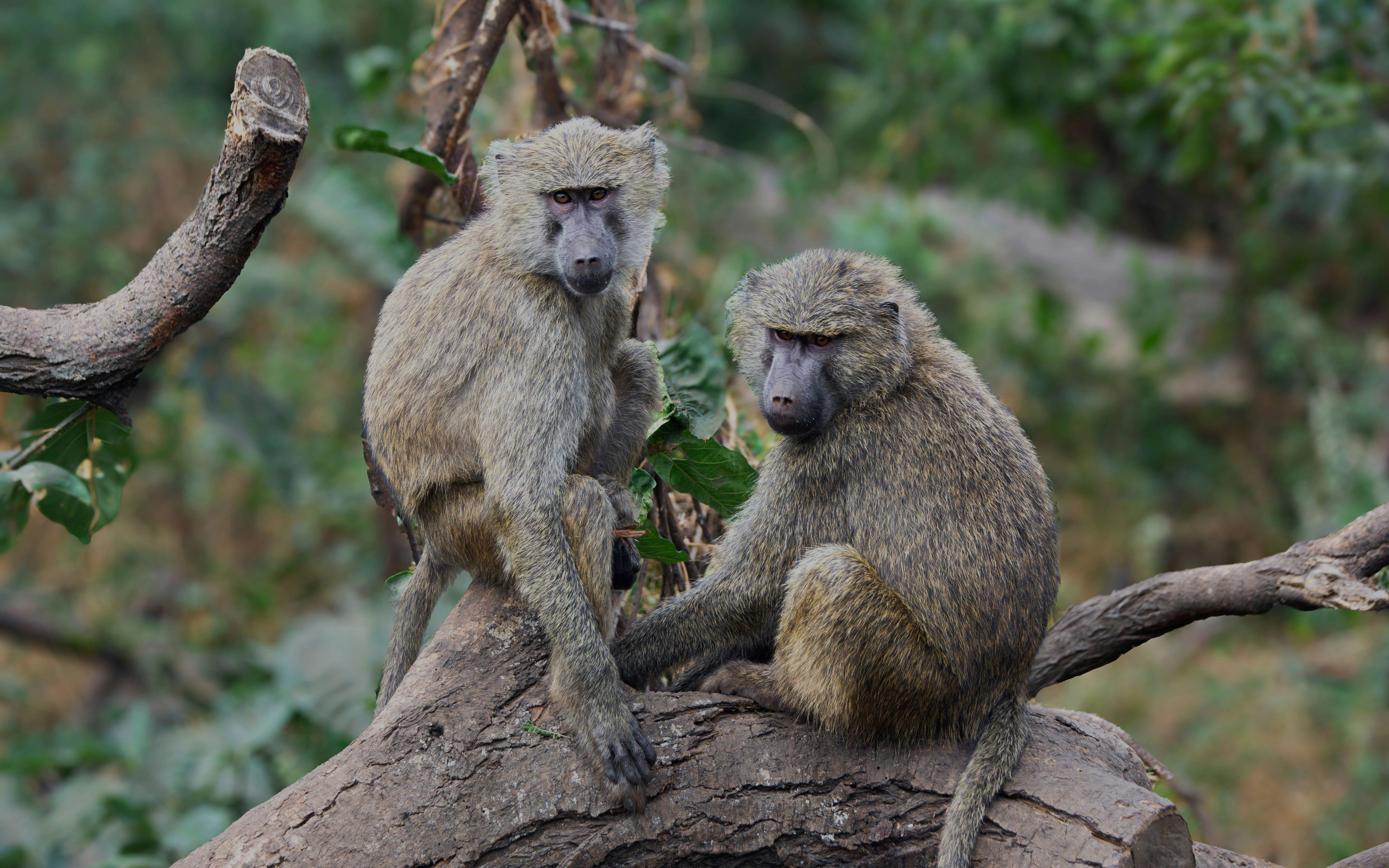 Olive baboons sitting on a tree branch in a natural habitat.