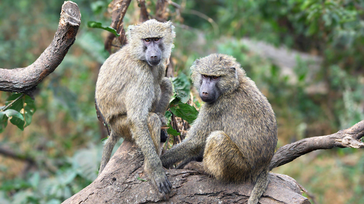 Olive baboons sitting on a tree branch in a natural habitat.
