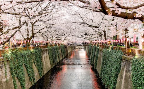 Private Guided Cherry Blossom Walking Tour in Meguro Tokyo