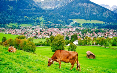 Bavarian village with grazing cows and mountain backdrop.