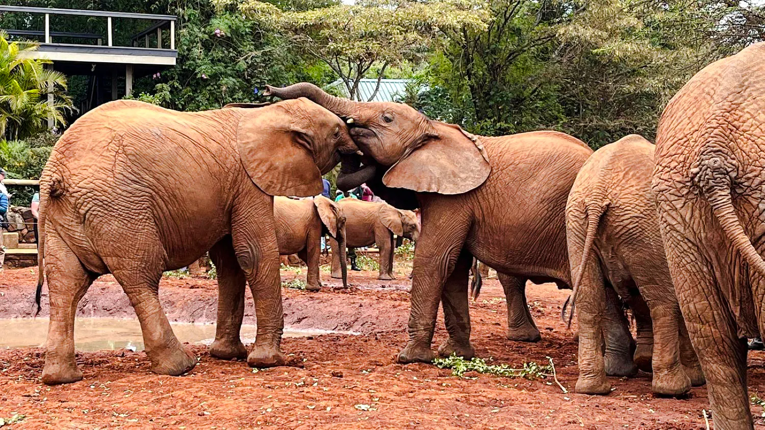 Young elephants interacting at Nairobi Elephant Orphanage, Kenya.