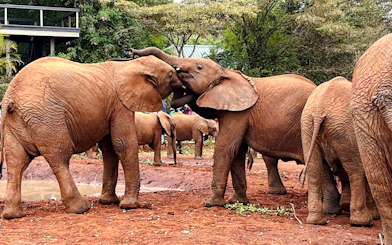 Young elephants interacting at Nairobi Elephant Orphanage, Kenya.