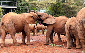 Young elephants interacting at Nairobi Elephant Orphanage, Kenya.