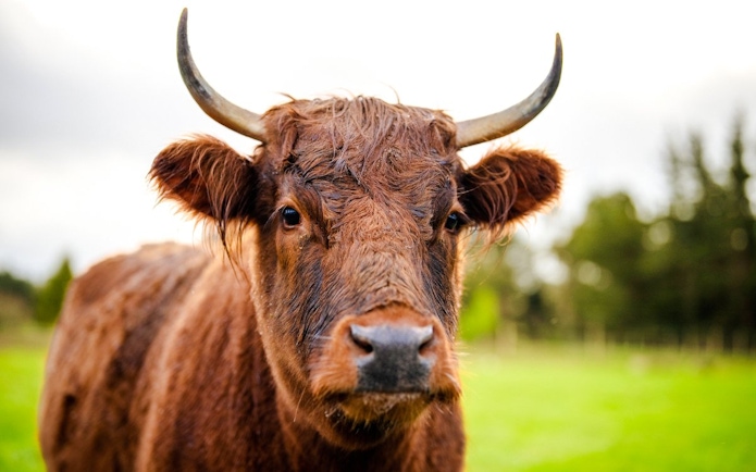 Cattle on a farm in Te Anau, New Zealand.