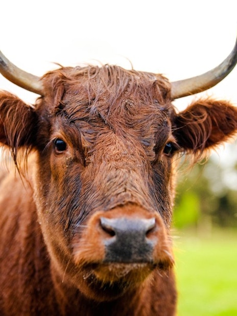 Cattle on a farm in Te Anau, New Zealand.