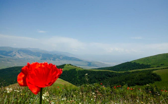 from samarkand: private urgut mountain village and tulip fields day trip-4