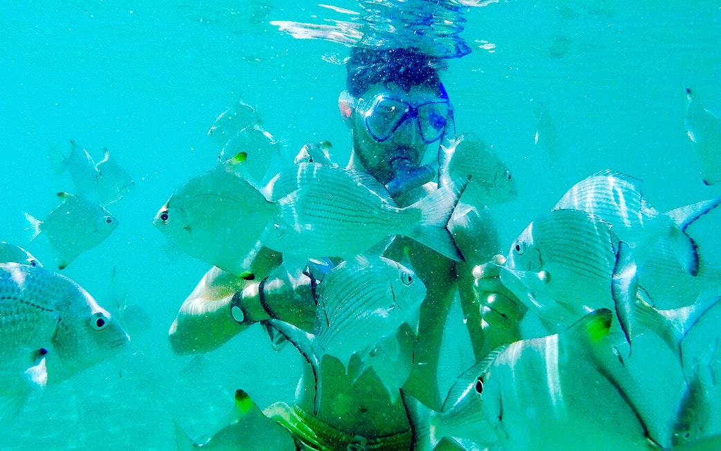 Man snorkeling among fish in clear waters, Gold Coast.