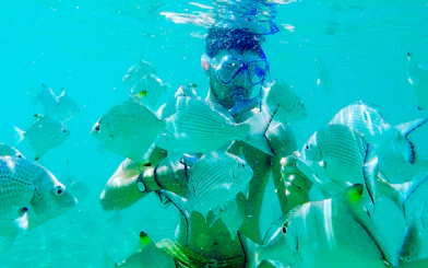 Man snorkeling among fish in clear waters, Gold Coast.
