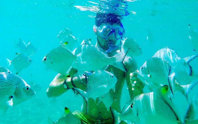Man snorkeling among fish in clear waters, Gold Coast.