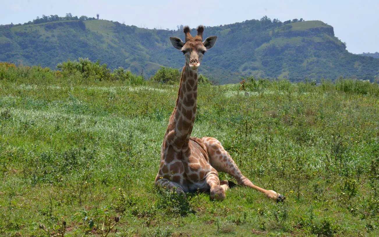 Giraffe resting in Natal Lion Park, Durban, with lush hills in the background.