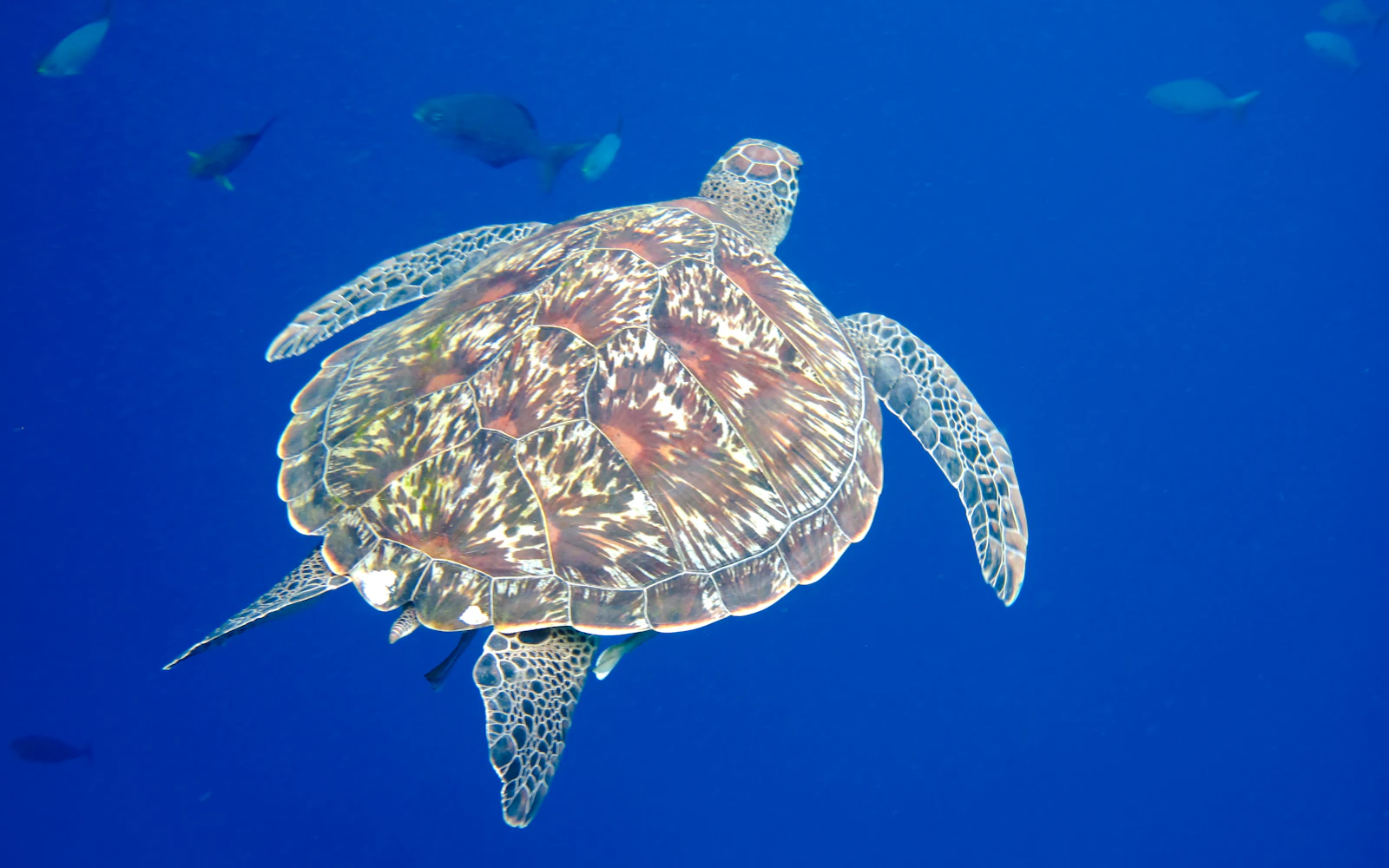 From Phuket or Khao Lak: Similan Islands Snorkeling Day Trip with Transfers & Meals Image 3