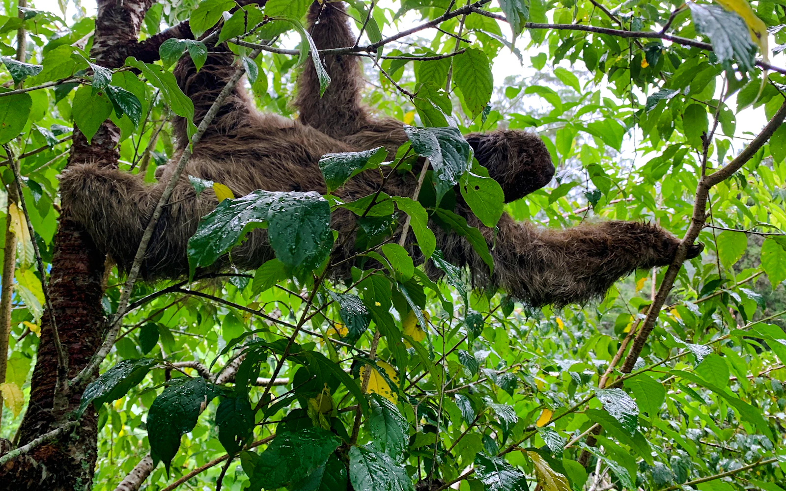 Rio de Janeiro: Tijuca National Park Waterfalls and Caves Small-Group Guided Hike