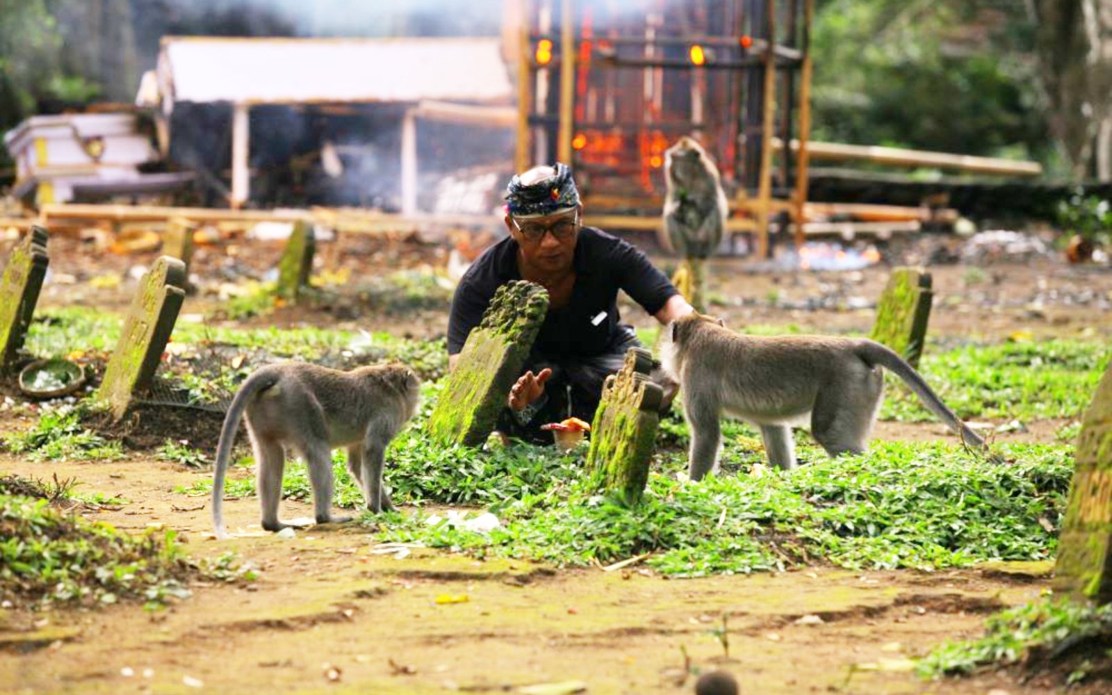 Man interacting with monkeys in Sacred Monkey Forest, Ubud.