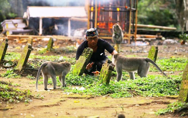 Man interacting with monkeys in Sacred Monkey Forest, Ubud.