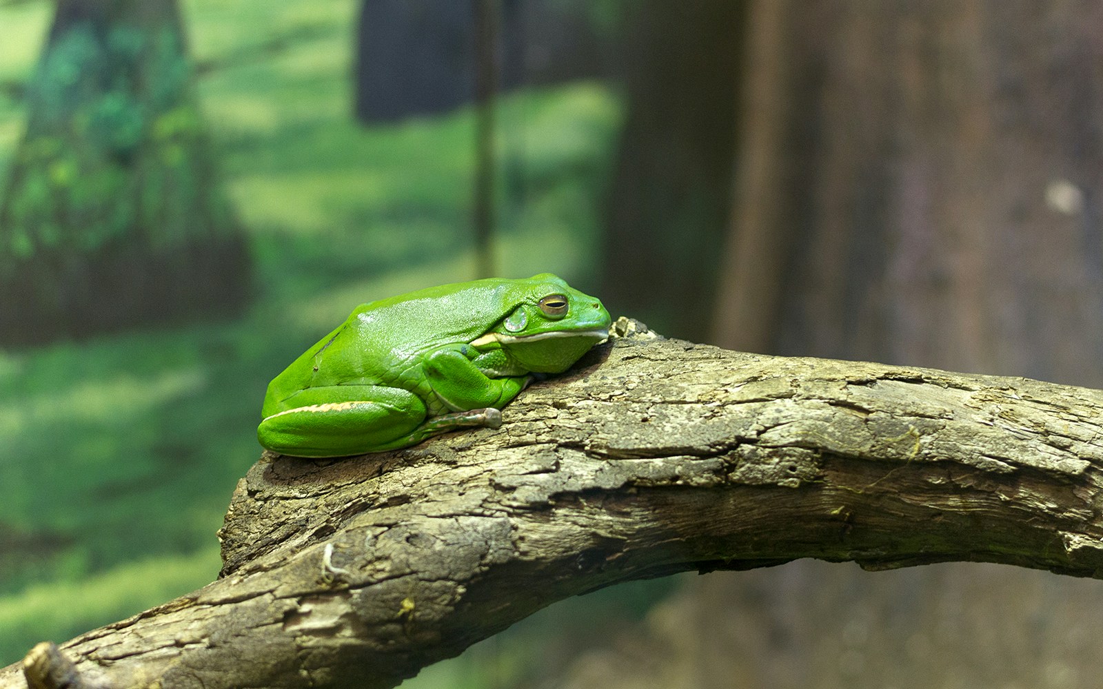 Central Park Zoo