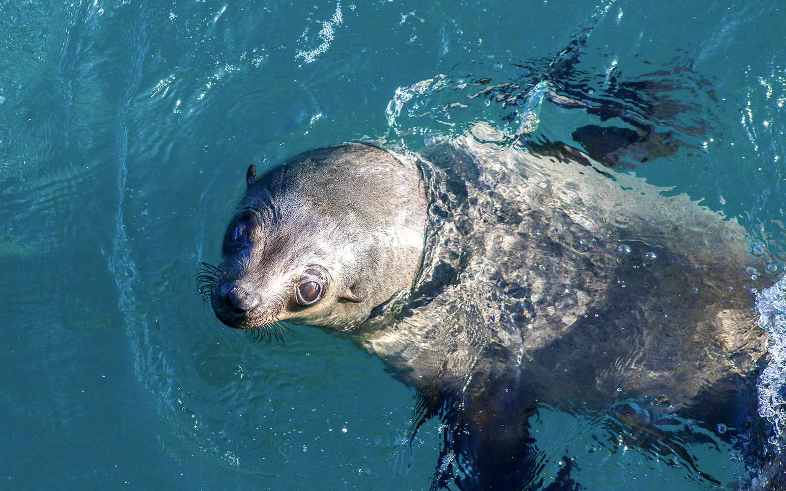 Seal swimming in clear blue water.