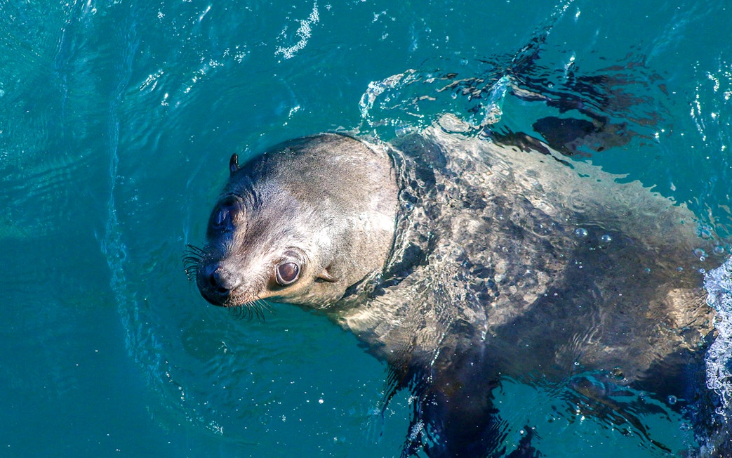 Seal swimming in clear blue water.