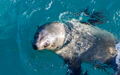 Seal swimming in clear blue water.