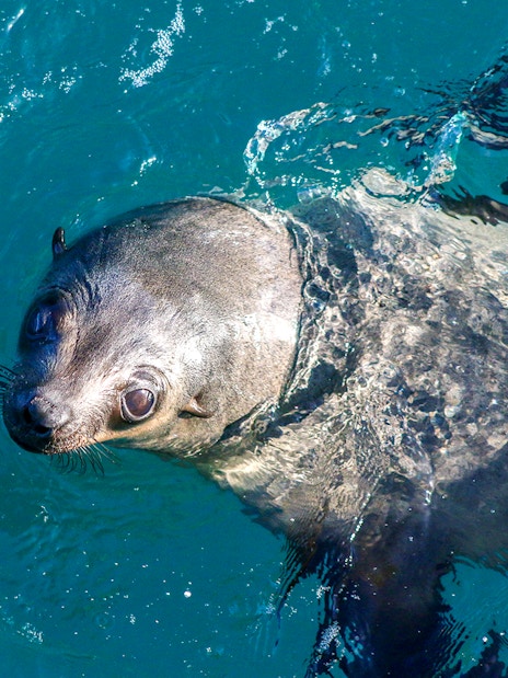 Seal swimming in clear blue water.