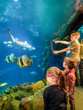 Children observing marine life in the underwater tunnel at Sea Life Speyer.
