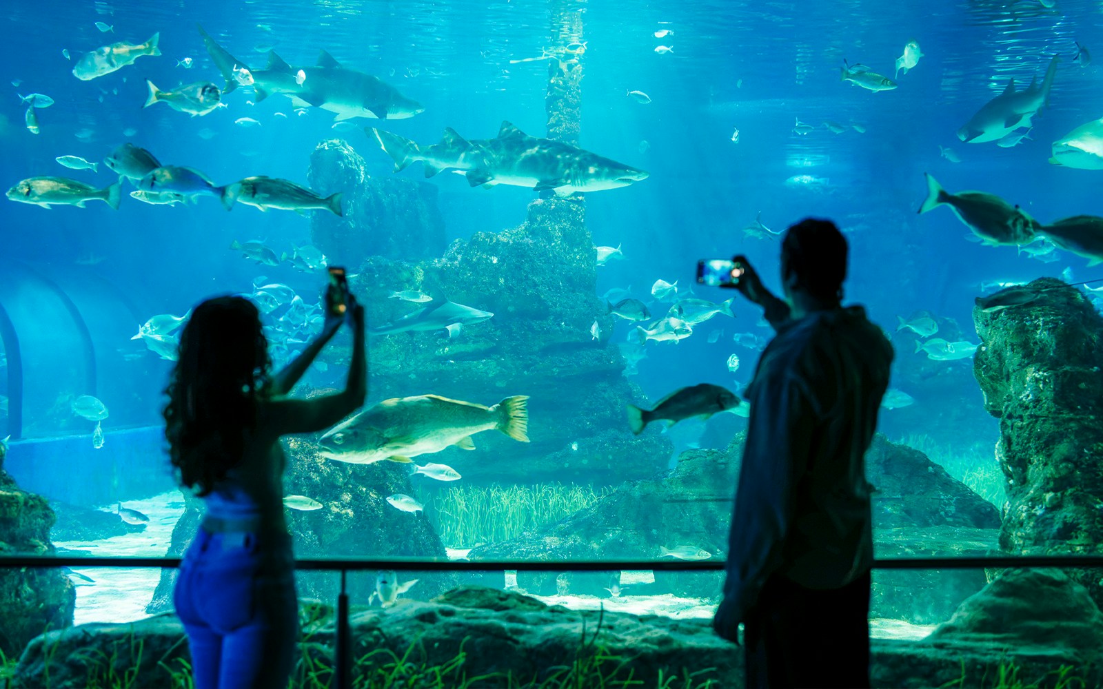 Tourists taking photos of marine life at Barcelona Aquarium.