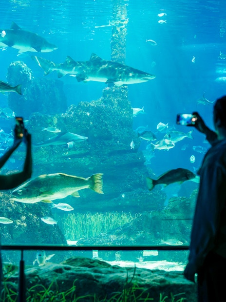 Tourists taking photos of marine life at Barcelona Aquarium.