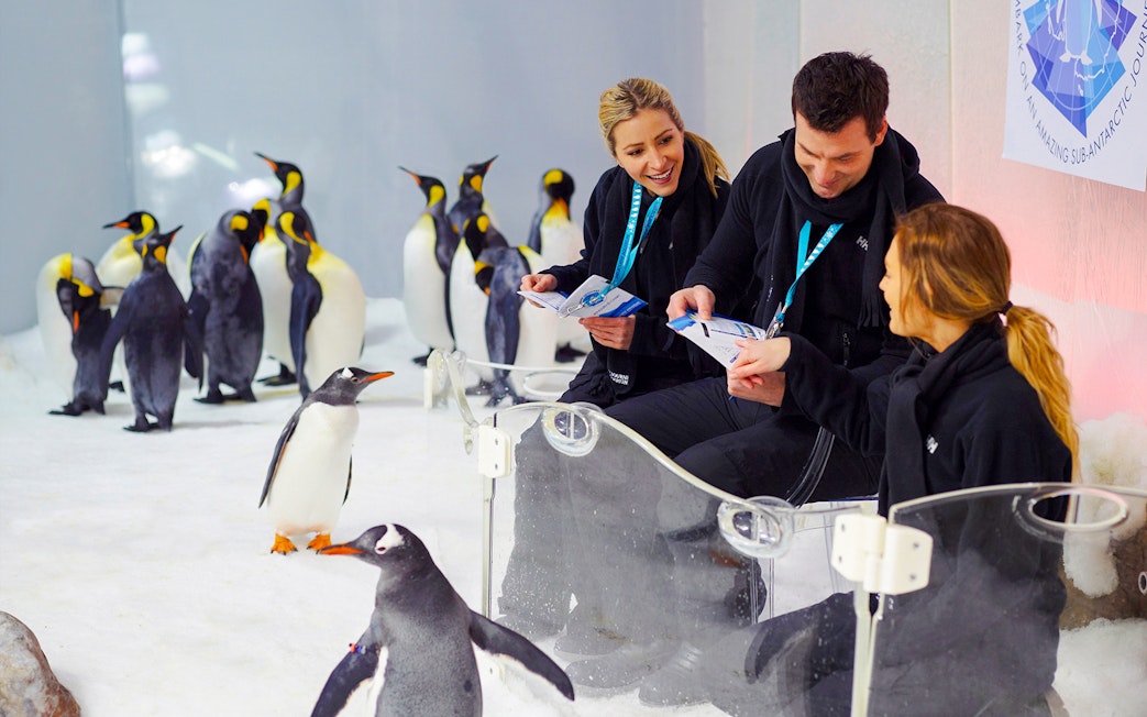 Penguins interacting with visitors at SEA LIFE Melbourne.