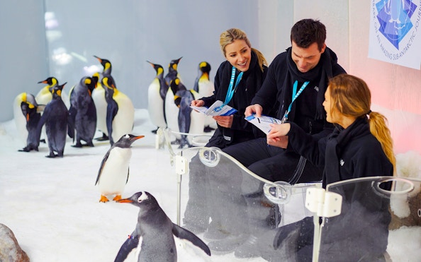 Penguins interacting with visitors at SEA LIFE Melbourne.