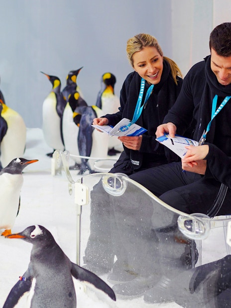 Penguins interacting with visitors at SEA LIFE Melbourne.