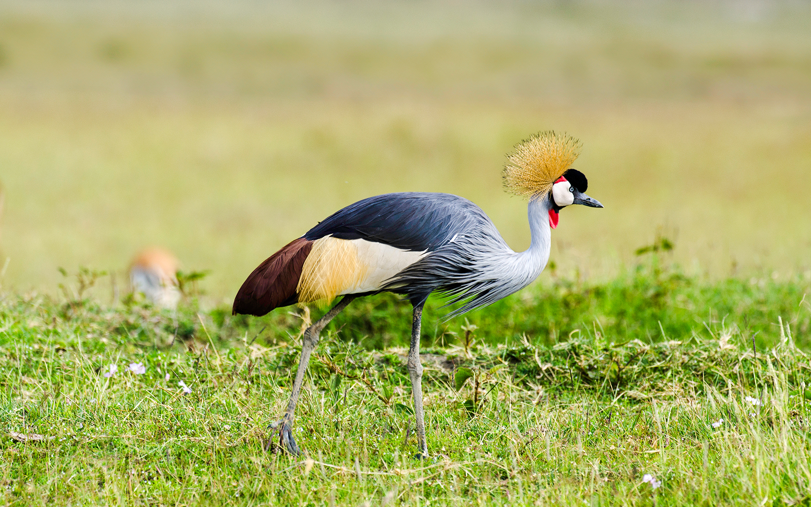Black Crowned Crane in grassy habitat at Bioparc Valencia.