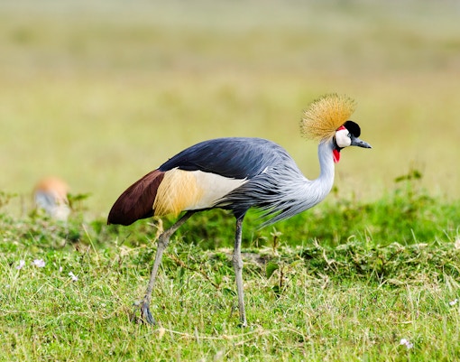 Black Crowned Crane in grassy habitat at Bioparc Valencia.