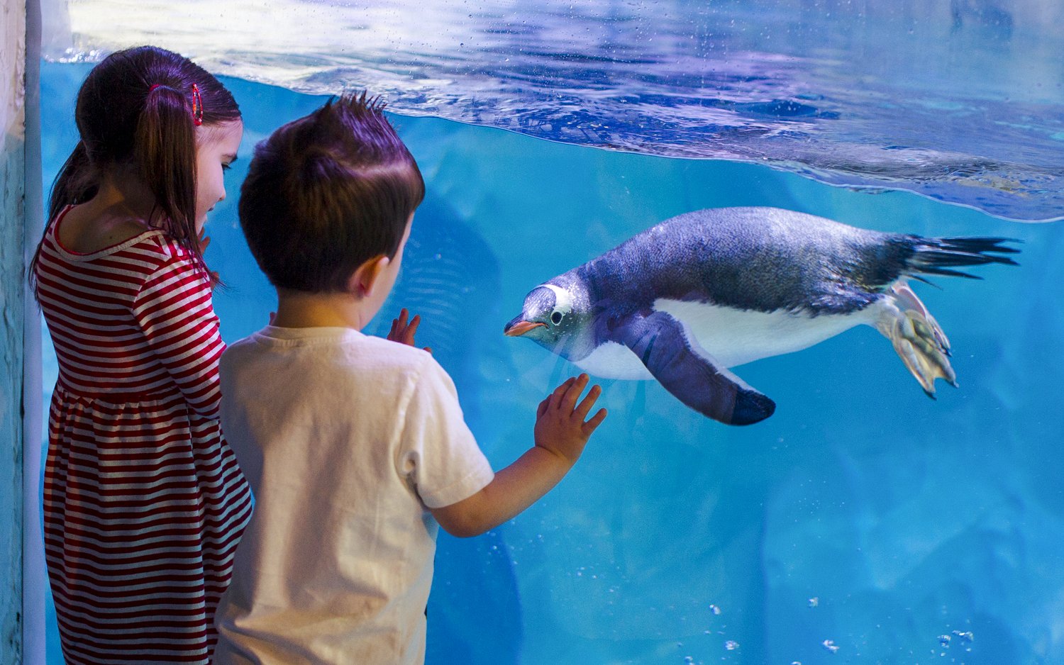 Children observing a penguin swimming at SEA LIFE Birmingham.