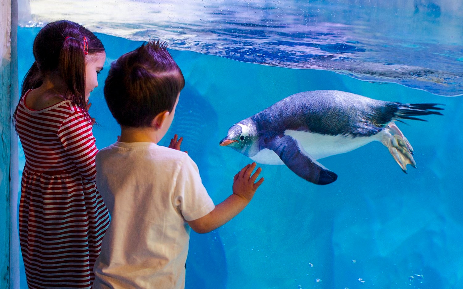 Children observing a penguin swimming at SEA LIFE Birmingham.