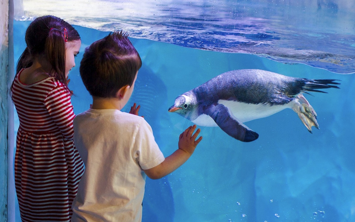 Children observing a penguin swimming at SEA LIFE Birmingham.