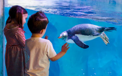 Children observing a penguin swimming at SEA LIFE Birmingham.