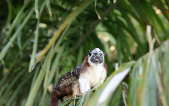 Geoffroy's tamarin in Panama rainforest foliage.