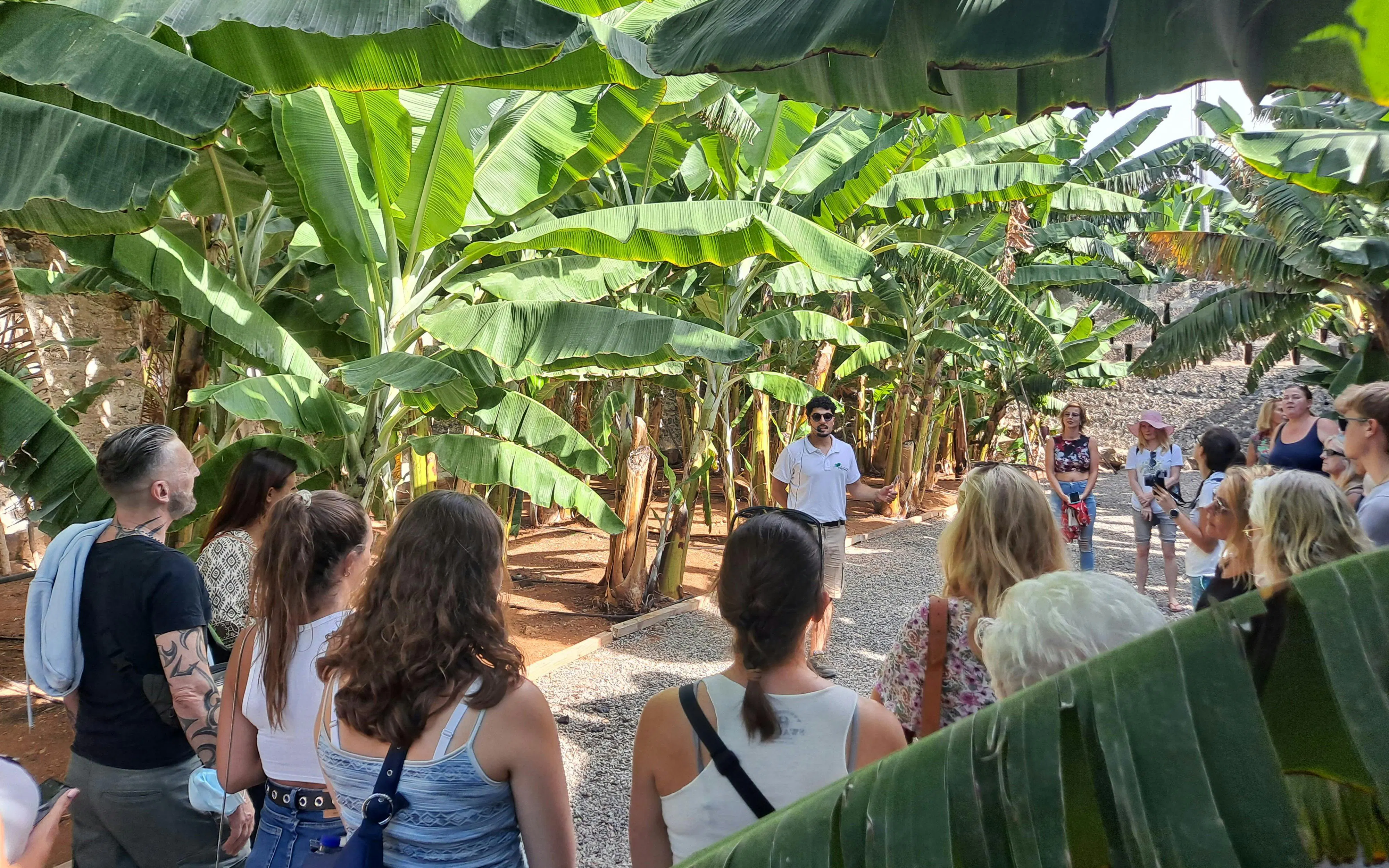 Tour group exploring banana plantation in Gran Canaria.