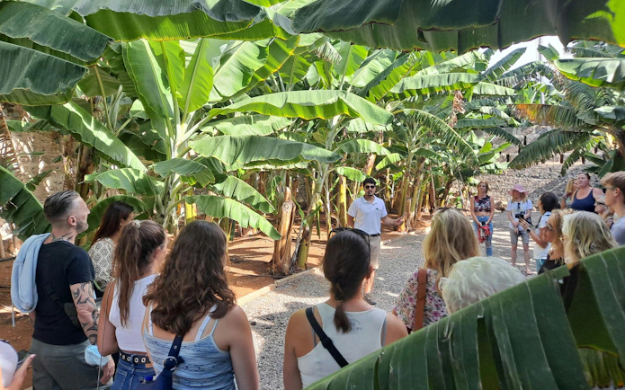 Tour group exploring banana plantation in Gran Canaria.